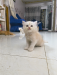 Persian kitten 2 months